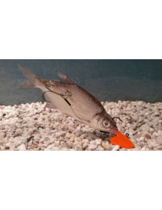 Spro Fire Erie Jig 1/0 - 14 g., Fb.: Fluo Orange 2